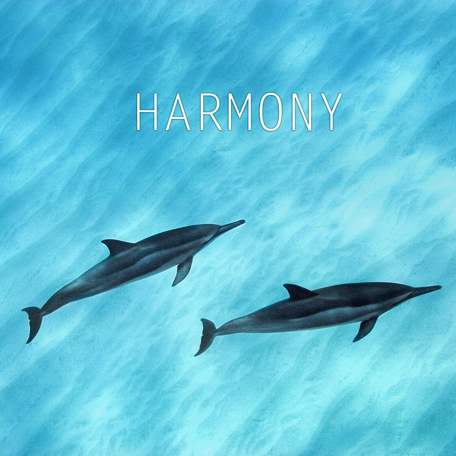 Animal Photograph - Harmony. by Sean Davey
