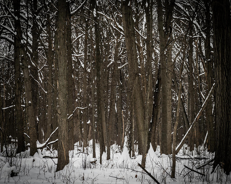 Harms Wood In Snow Photograph