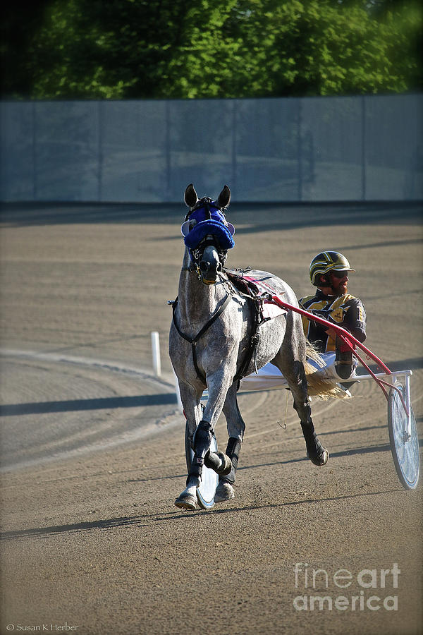 Harness Racing Photograph by Susan Herber