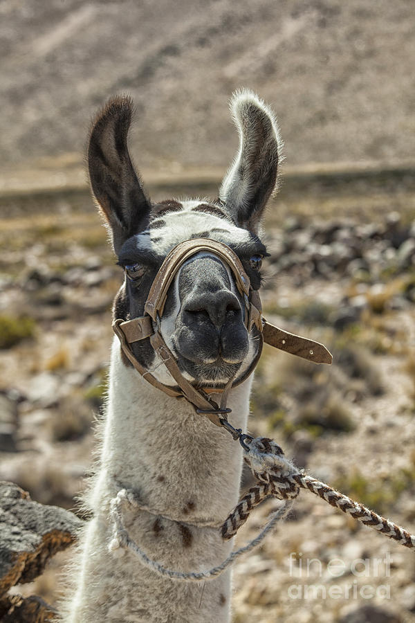 Harnessed llama Photograph by Patricia Hofmeester