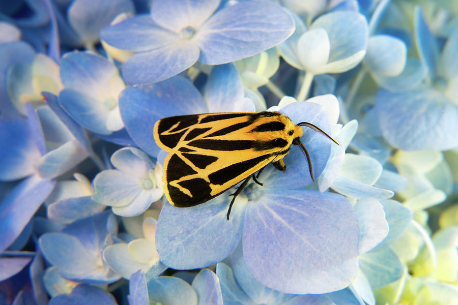 Harnessed Tiger Moth on Hydrangea Photograph by Douglas Barnett