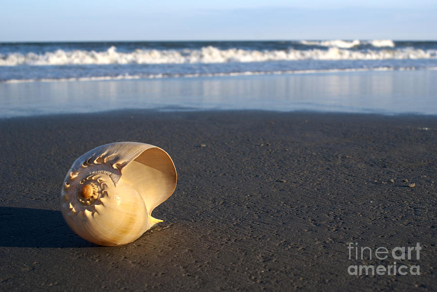 Nature Photograph - Harp Shell by Anthony Totah