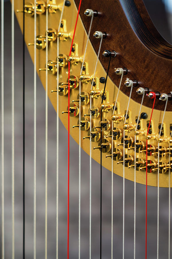 Harp Strings Photograph