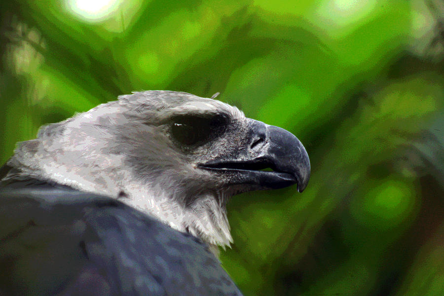 Harpee Eagle Photograph by Tammy Hankins