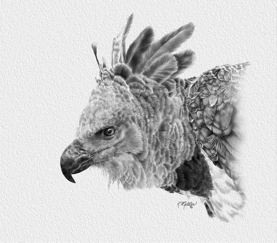 Harpy Eagle Drawing by Kathie Miller