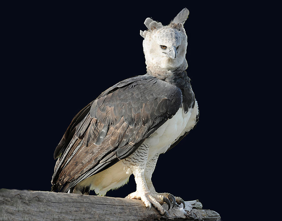 Harpy Eagle Photograph by Keith Lovejoy