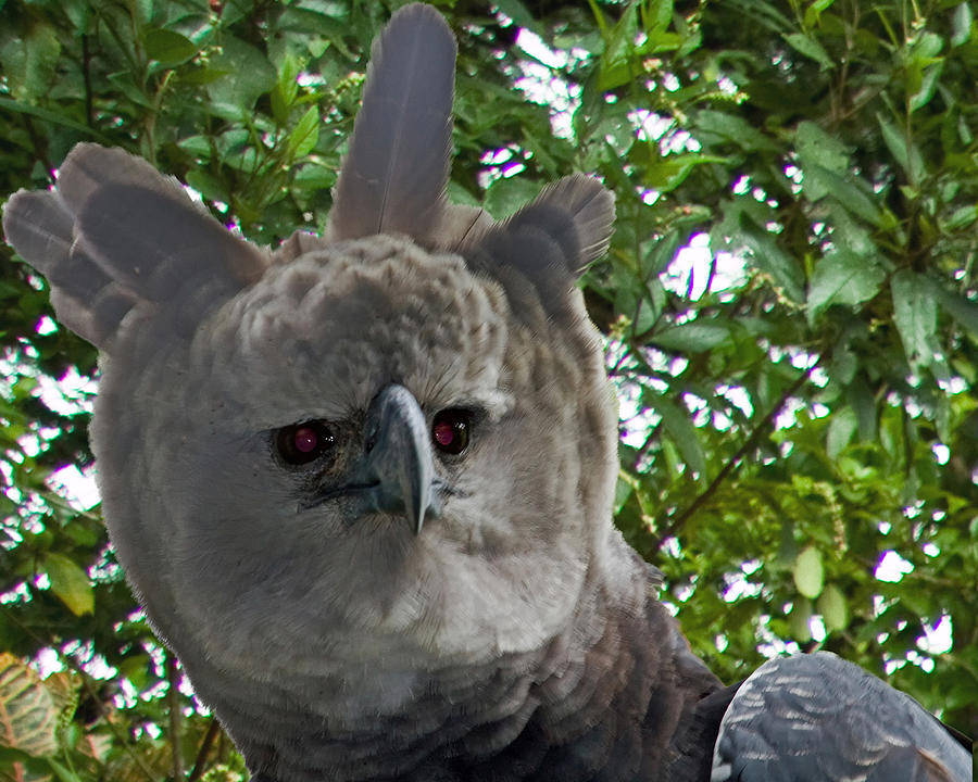 Harpy Eagle Photograph by Larry Linton