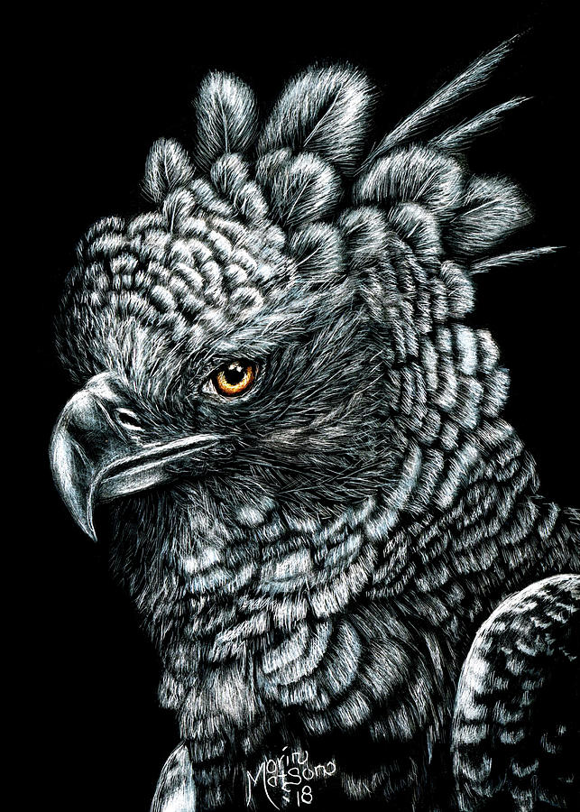 Harpy Eagle Drawing by Monique Morin Matson