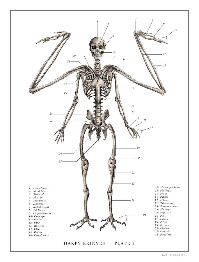 Skeleton Drawing - Harpy Print 3. by EB Hudspeth