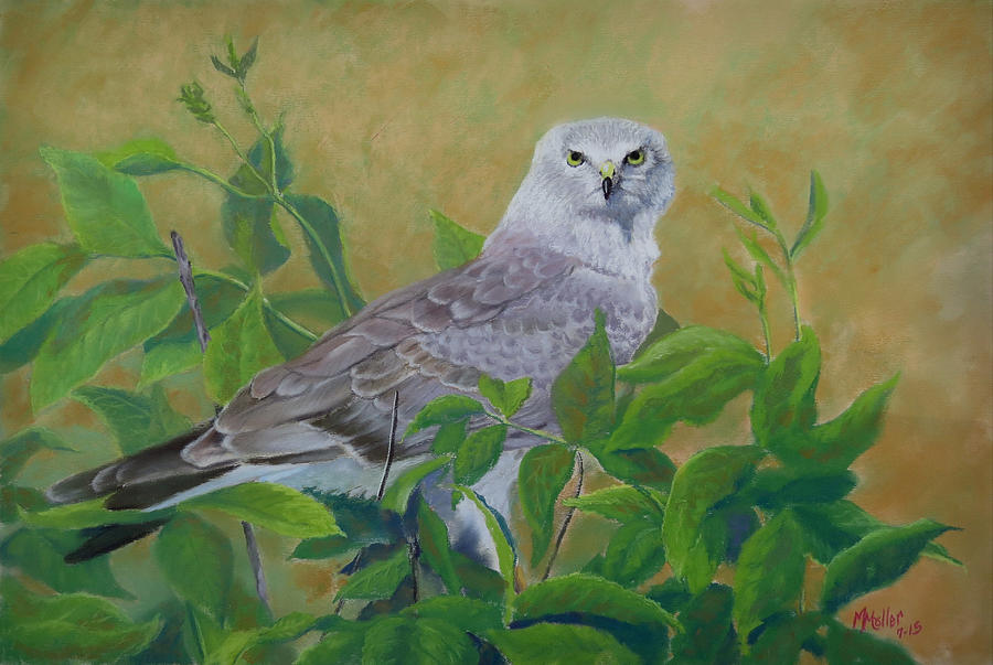 Harrier in the Bush Pastel by Marcus Moller