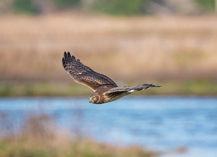 Harrier Over the Marsh Photograph by Loree Johnson