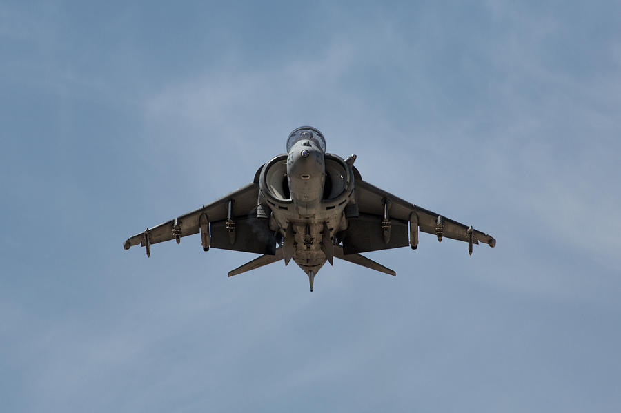 Harrier Stare Down Hover Photograph by John Daly