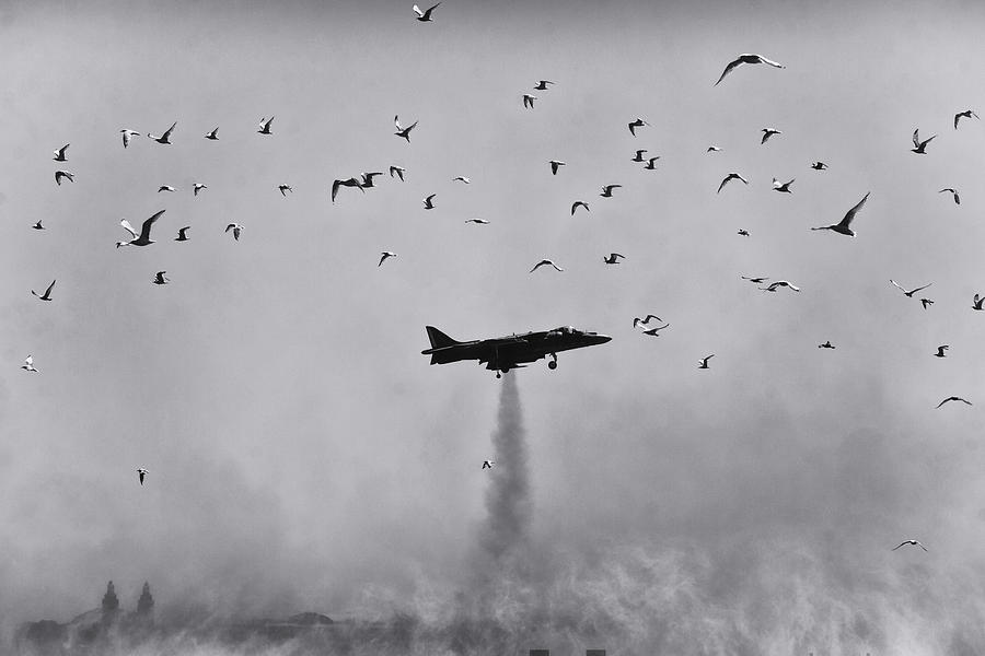 Harrier with Birds Photograph by David April