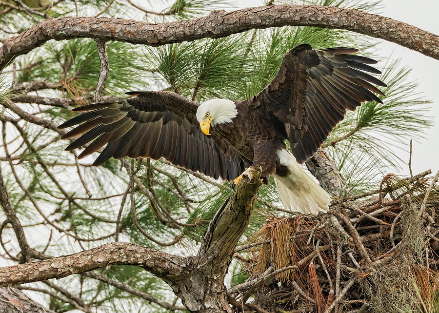 Eagle Photograph - Harriet 2015 by David Eppley