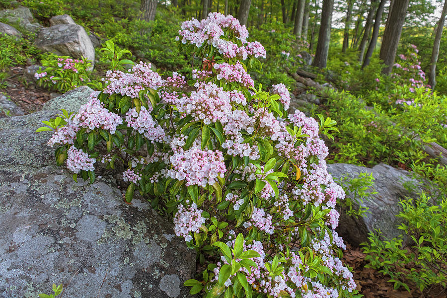 Harriman Pink And White Mountain Laurel Photograph by Angelo Marcialis