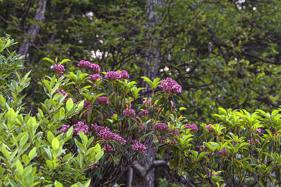 Harriman Red Mountain Laurel Photograph by Angelo Marcialis