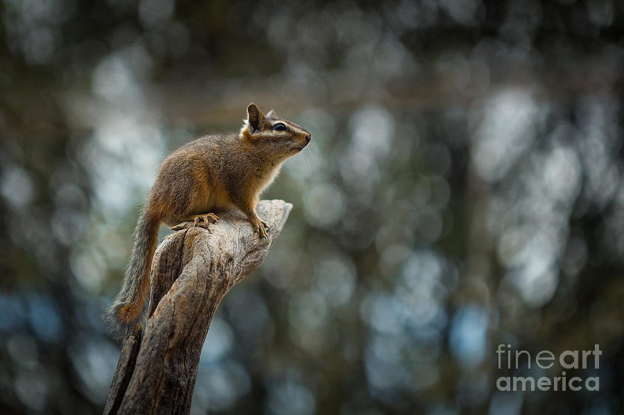 Harris Antelope Squirrel Photograph