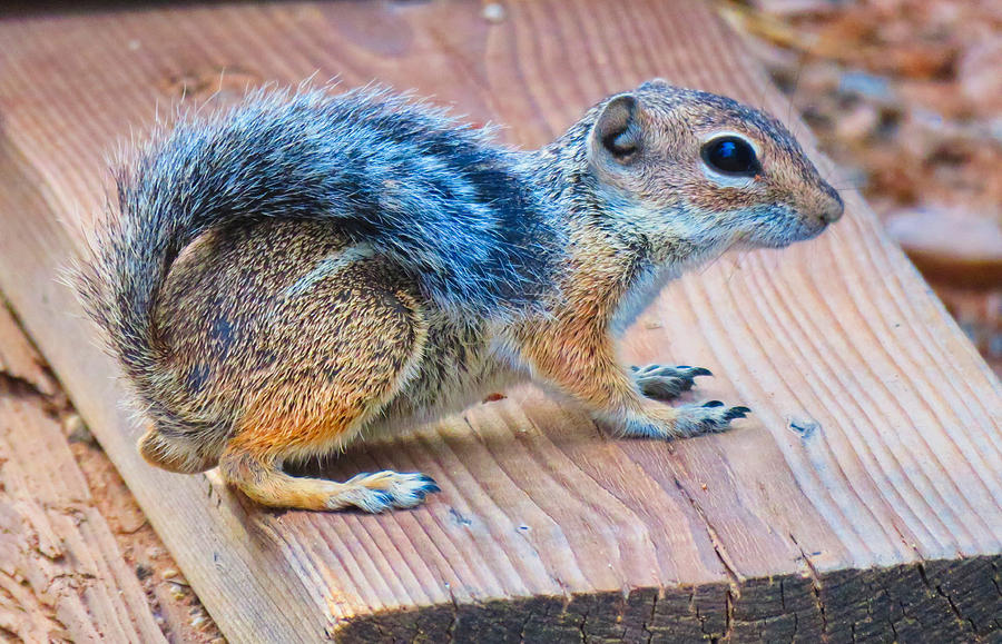 Harris Antelope Squirrel Photograph by Judy Kennedy