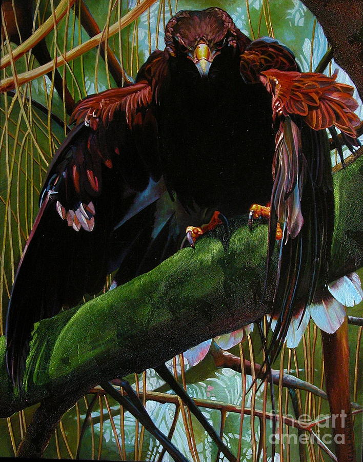 Bird Painting - Harris Hark by Kelly McNeil