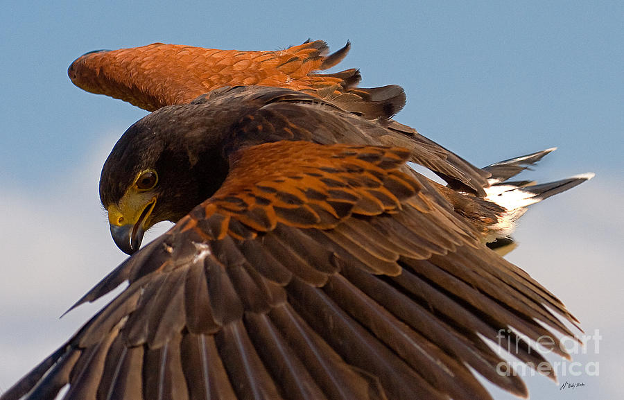 Harris Hawk Approach-Signed-#6077 Photograph by J L Woody Wooden