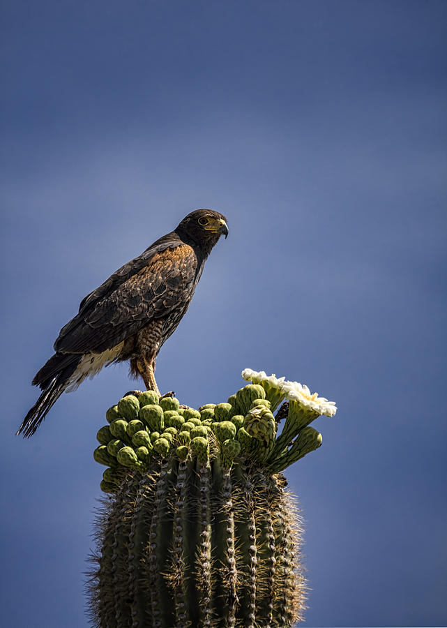 Harris Hawk atop a Saguaro  Photograph by Saija Lehtonen
