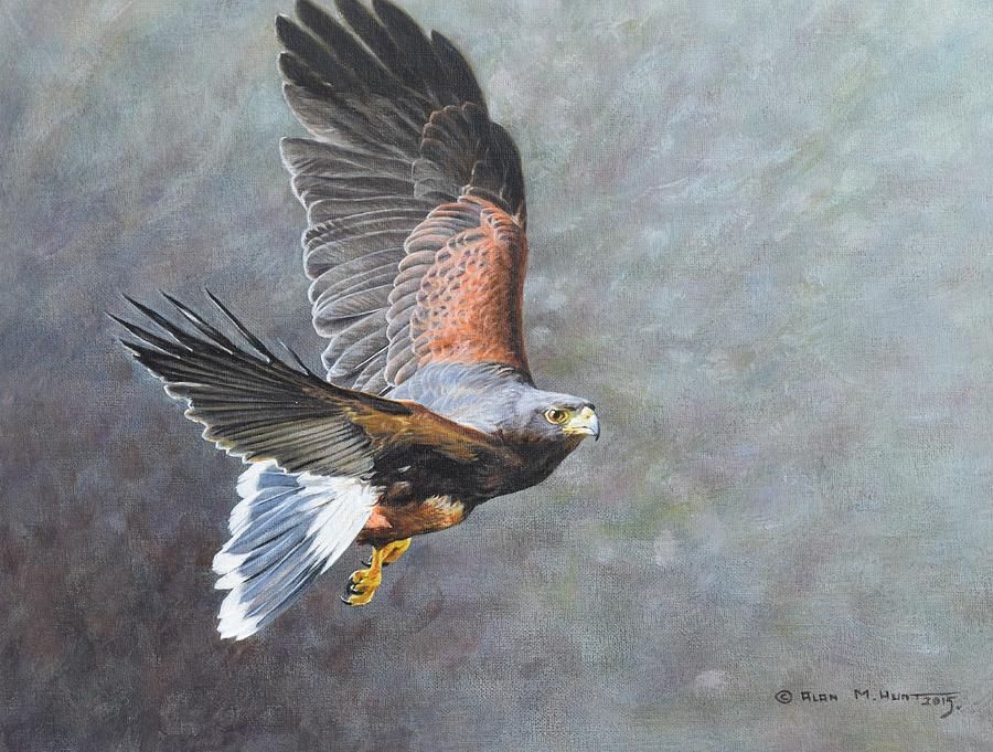 AB-54-C12 Pictur Flying Harris Hawk Bird of Prey 12"x12" Wall Art Canvas Decor 