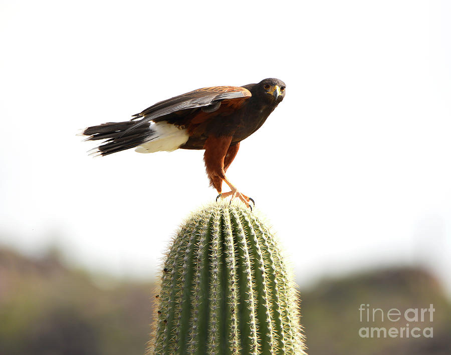 Harris Hawk on Saguaro Photograph by Denise Bruchman