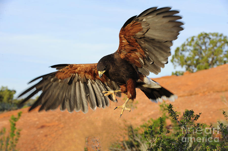 Harris Hawk on the Wing Photograph by Dennis Hammer