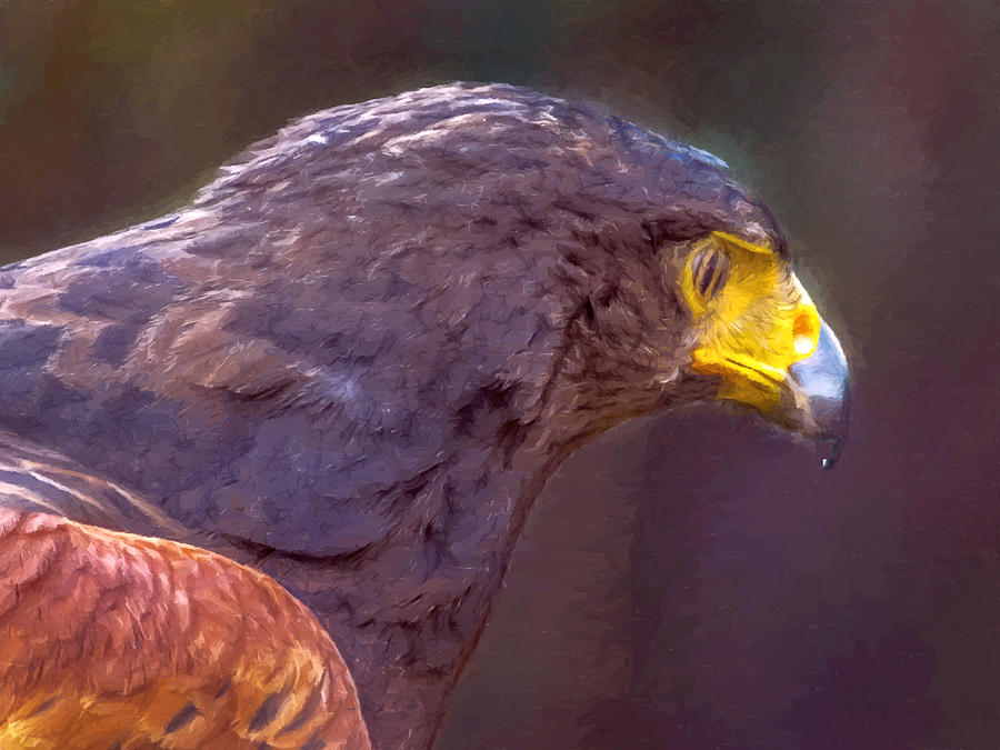 Bird Painting - Harris Hawk Painting by Dr Bob and Nadine Johnston