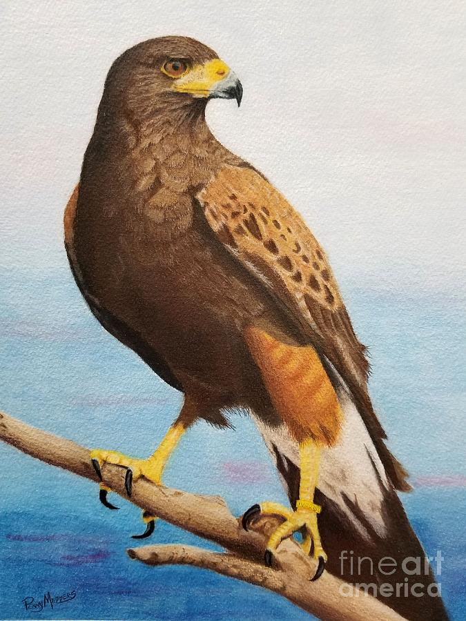 Harris Hawk Painting by Penny Medders