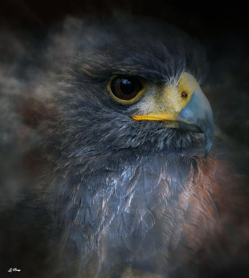 Hawk Photograph - Harris Hawk Portrait by Gayle Berry