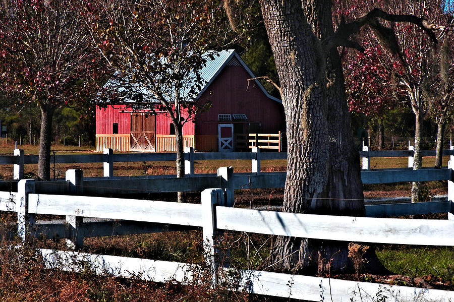 Fall Photograph - Harris Neck Road Reds by Laura Ragland