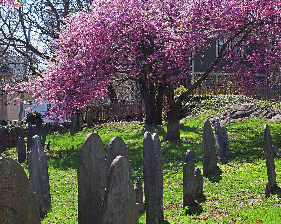 Harris Street Cemetery Cherry Blossom Tree Marblehead MA 2 Photograph by Toby McGuire