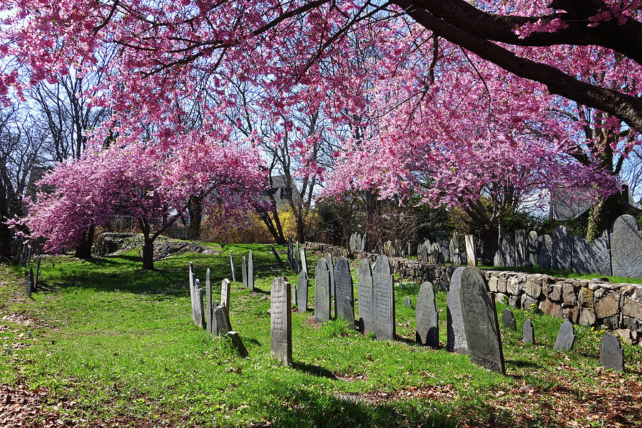 Harris Street Cemetery Cherry Blossom Tree Marblehead MA North Shore Photograph by Toby McGuire