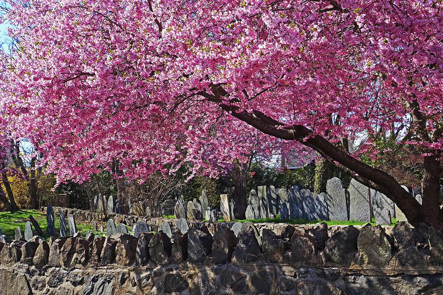 Harris Street Cemetery Cherry Blossom Tree Marblehead MA Photograph by Toby McGuire