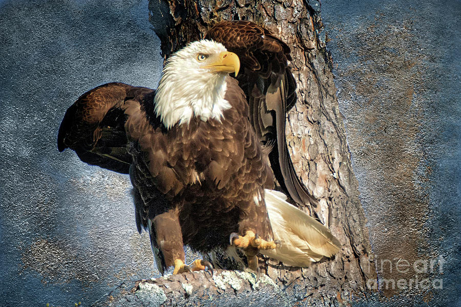 Harrison Eagle Photograph by Geraldine DeBoer
