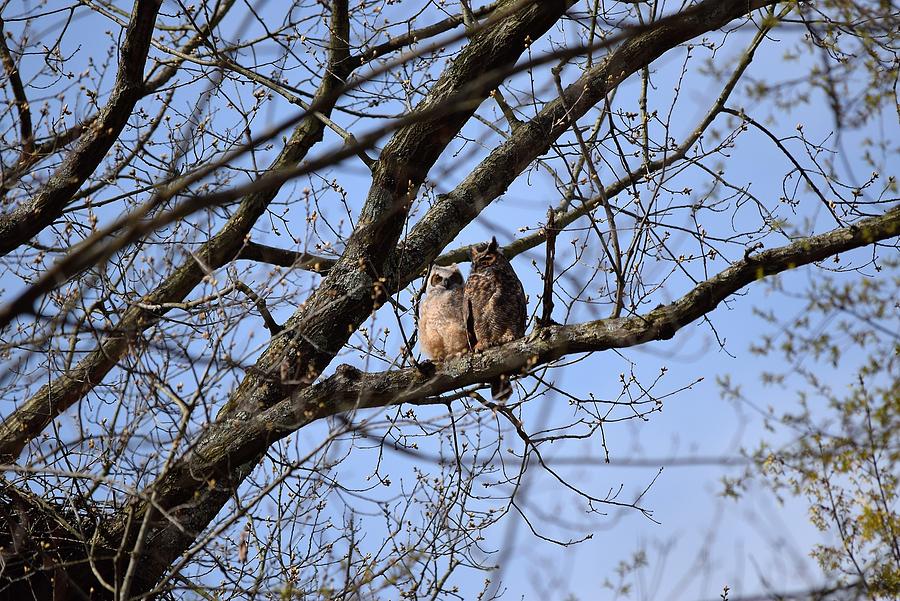 Harrison Hills Great Horned Owls Photograph by Shelley Smith | Fine Art ...