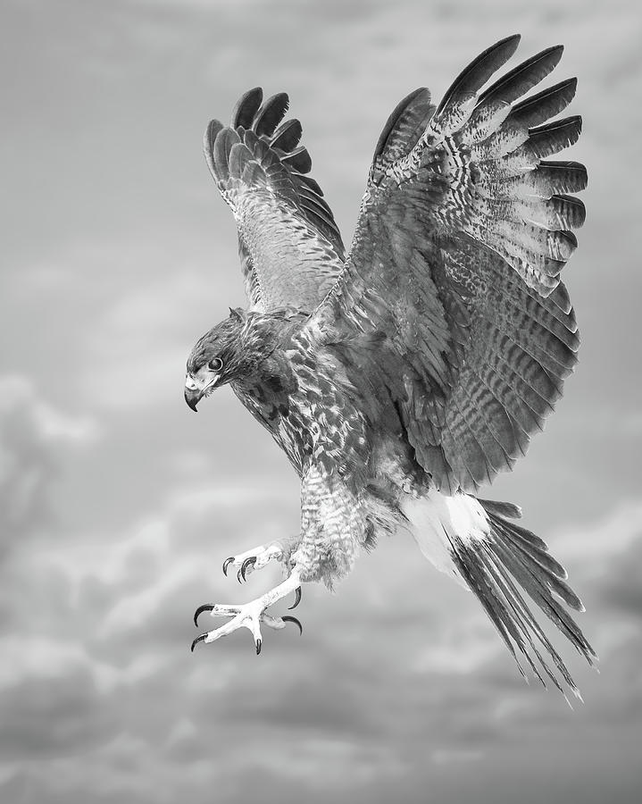 Harriss hawk Photograph by Bruce Bonnett