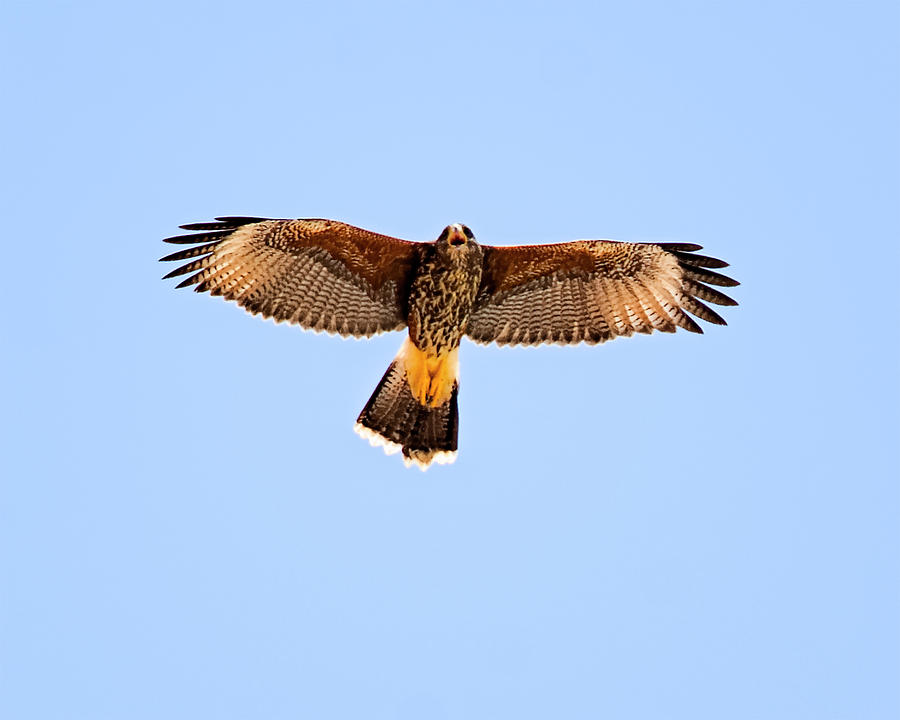 Falcon Photograph - Harriss Hawk h36 by Mark Myhaver