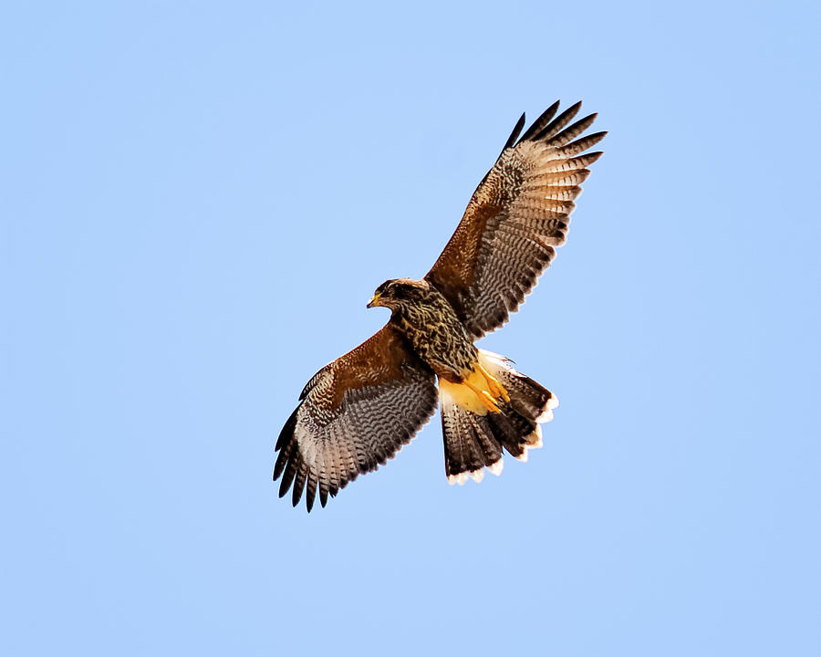 Falcon Photograph - Harriss Hawk h37 by Mark Myhaver