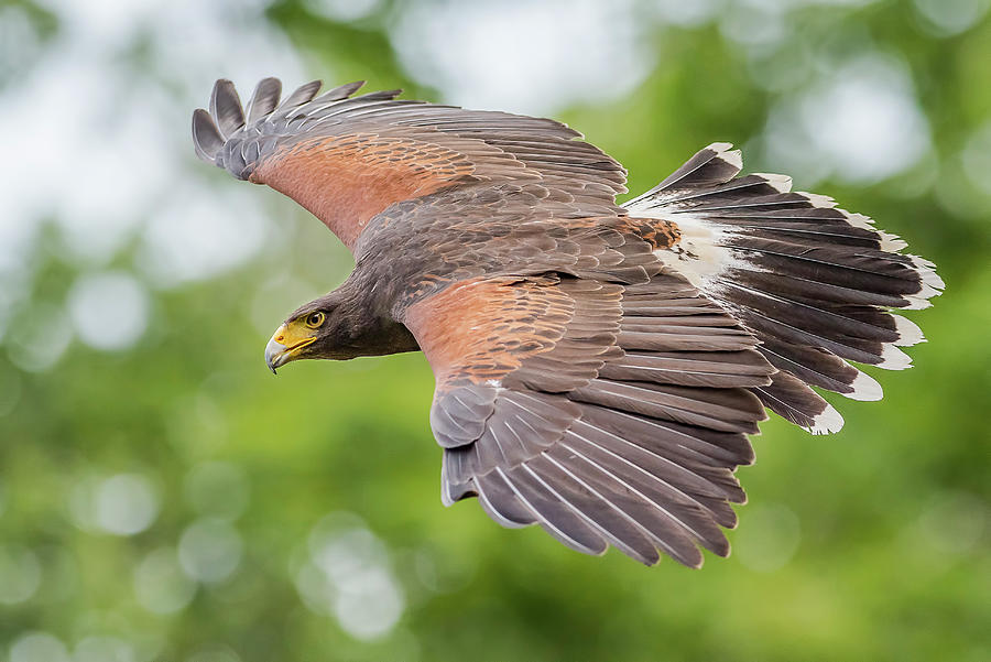 Harris's Hawk In Flight Photograph by Morris Finkelstein