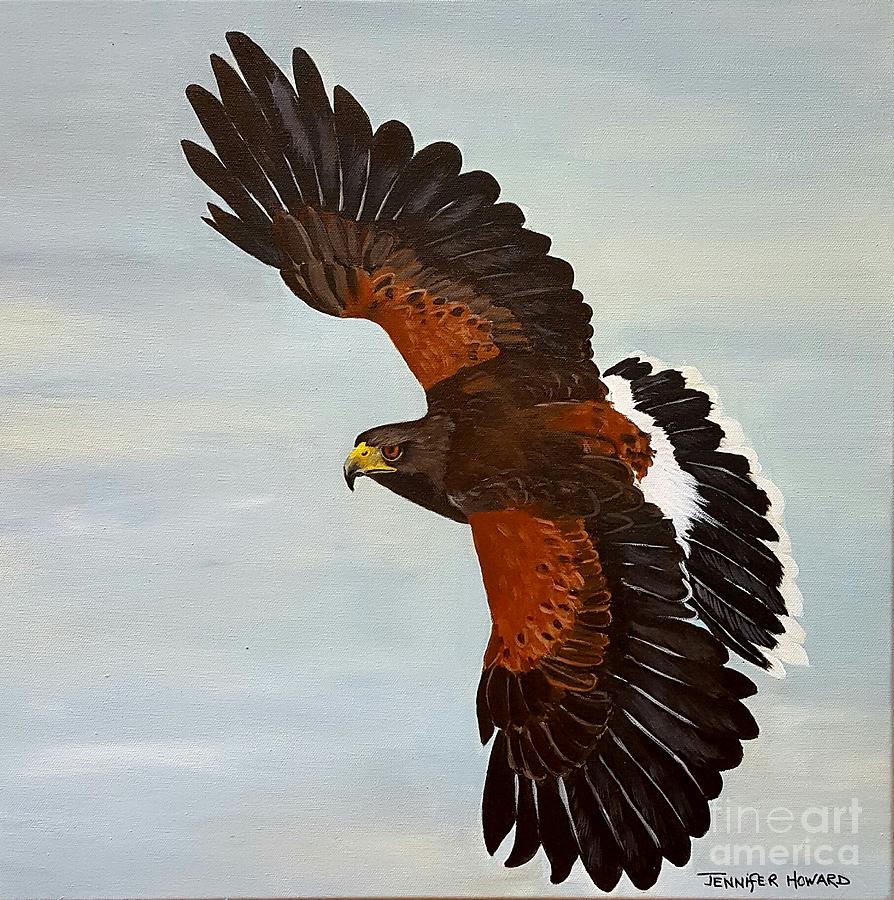 Harriss Hawk Digital Art By Jennifer Howard Pixels