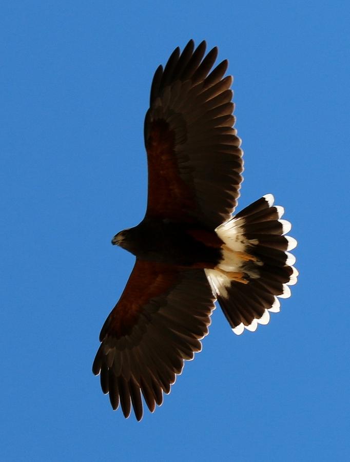 Harriss Hawk Soaring  Photograph by Christy Pooschke