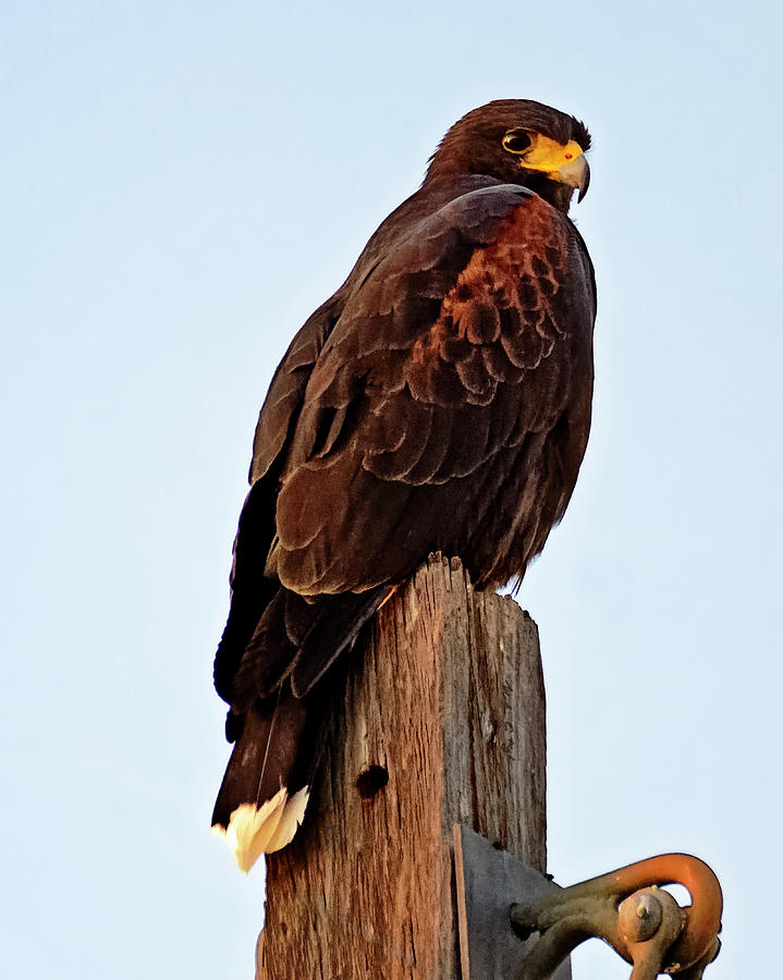 Falcon Photograph - Harriss Hawk v18 by Mark Myhaver