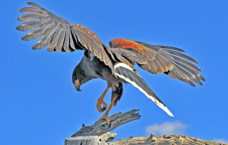 Harris's Hawk With Open Wings Photograph by Ana Gonzalez - Fine Art America