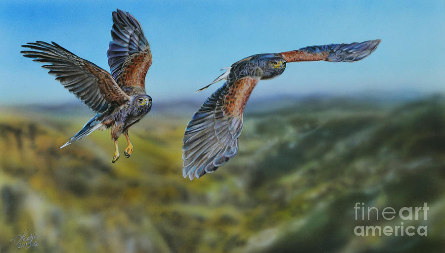 Harriss Hawks Painting by Lachri