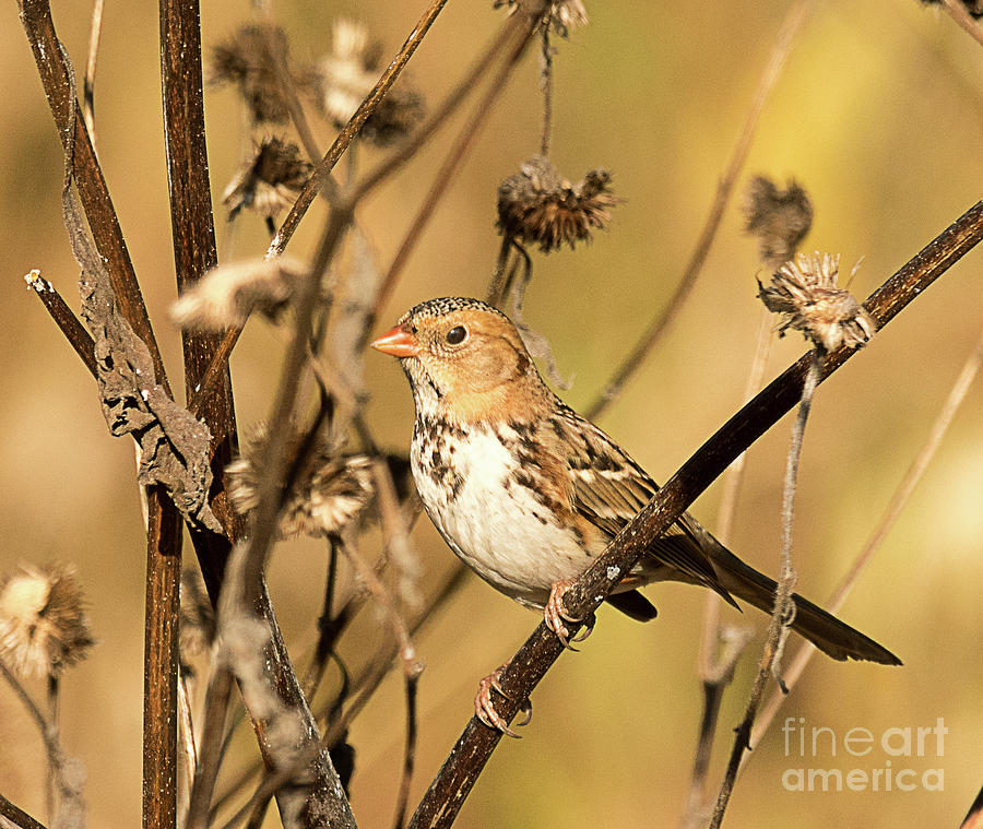Harriss Sparrow Photograph by Dennis Hammer