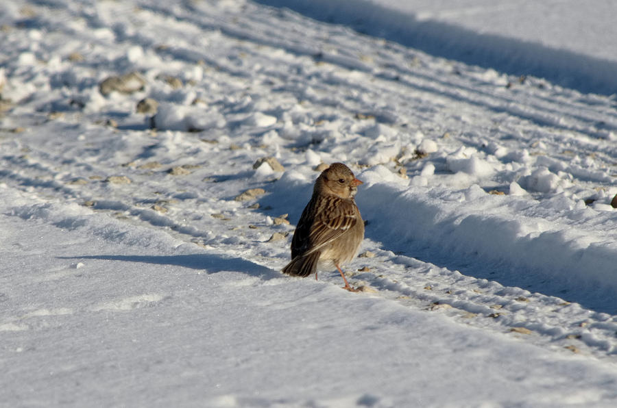 Harriss Sparrow Photograph by James Petersen