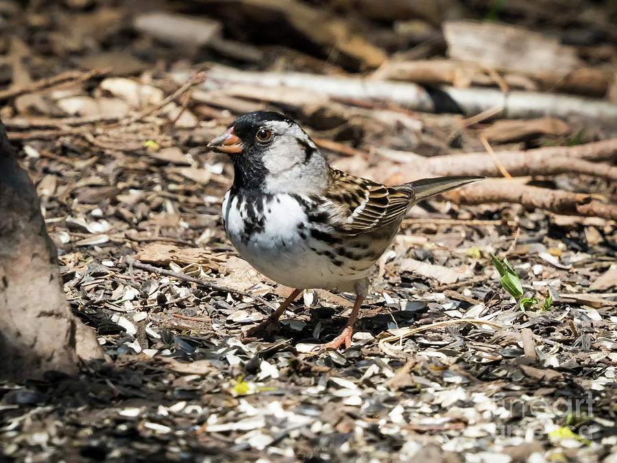Canon Photograph - Harriss Sparrow by Ricky L Jones Canon Photograph - Harriss Sparrow by Ricky L Jones