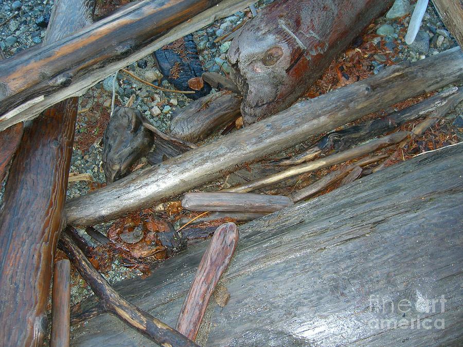 Driftwood Photograph - Harrisson Driftwood by Jim Thomson Driftwood Photograph - Harrisson Driftwood by Jim Thomson